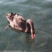 Photo de Cygne