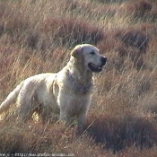 Photo de Golden retriever