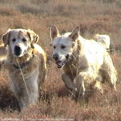 Photo de Golden retriever