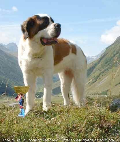 Photo de Saint-bernard poil long