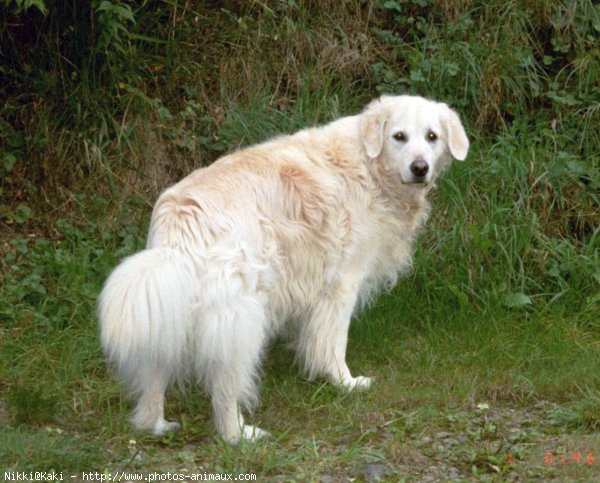 Photo de Golden retriever