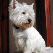 Photo de West highland white terrier