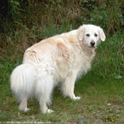 Photo de Golden retriever