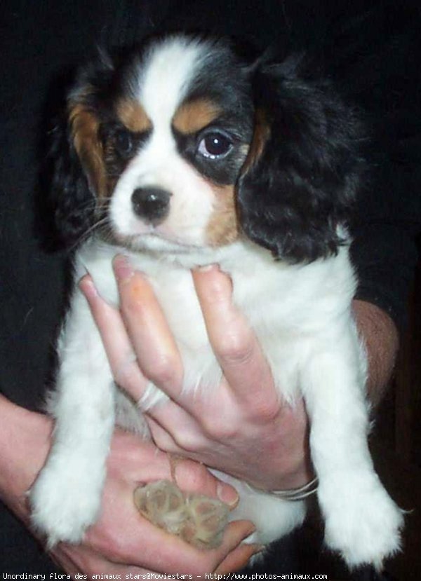 Photo de Cavalier king charles spaniel