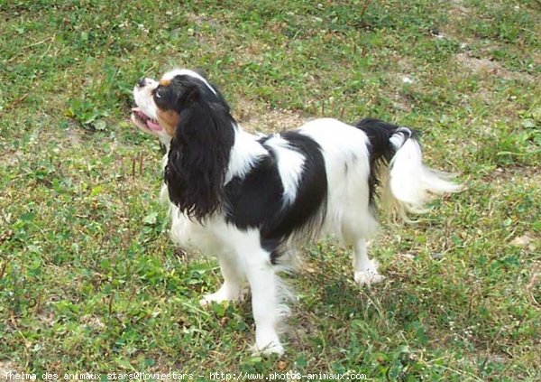 Photo de Cavalier king charles spaniel