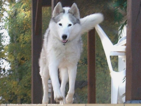 Photo de Husky siberien