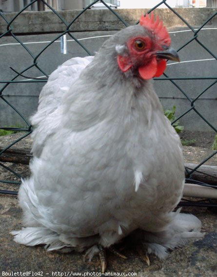 Photo de Poule