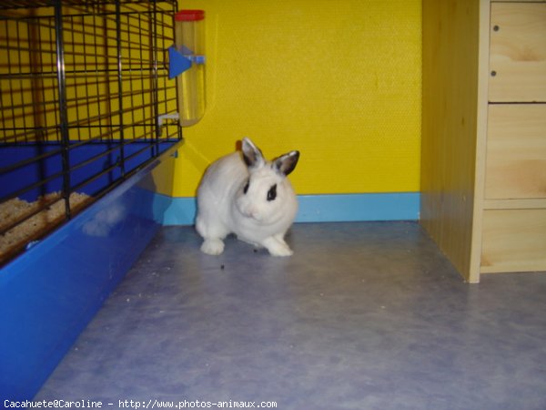 Photo de Lapin