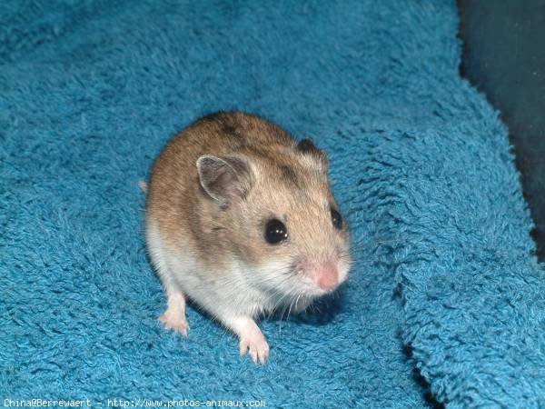 Photo de Hamster