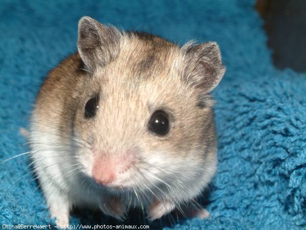 Photo de Hamster