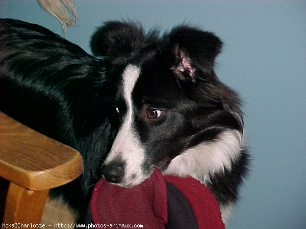 Photo de Border collie