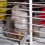 Photo de Hamster