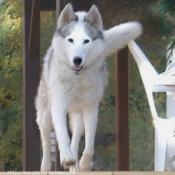 Photo de Husky siberien