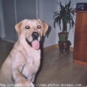 Photo de Labrador retriever