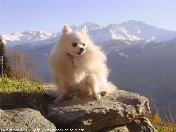 Photo de Spitz moyen