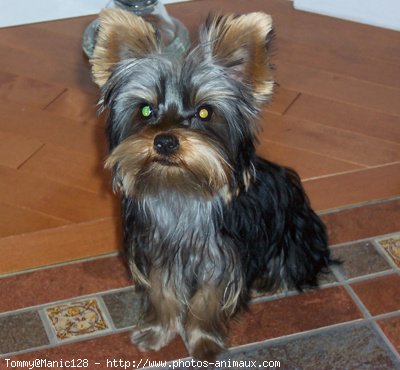 Photo de Yorkshire terrier