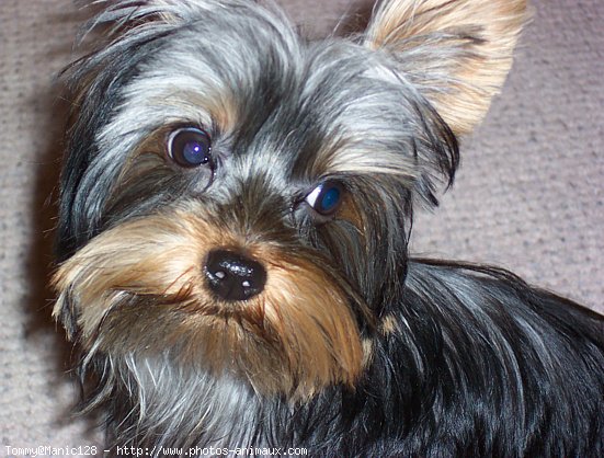 Photo de Yorkshire terrier