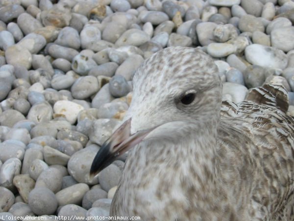 Photo de Mouette