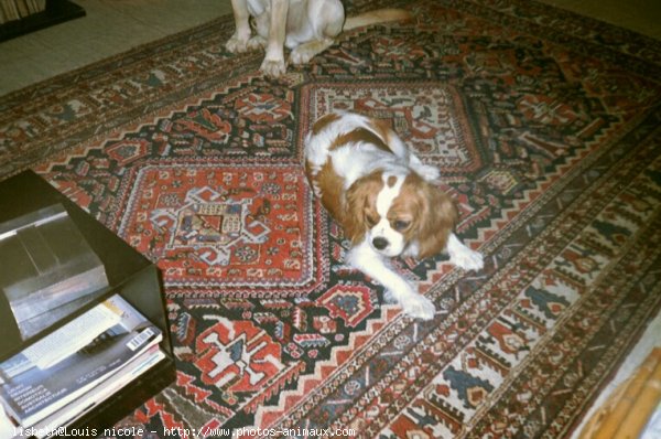 Photo de Cavalier king charles spaniel