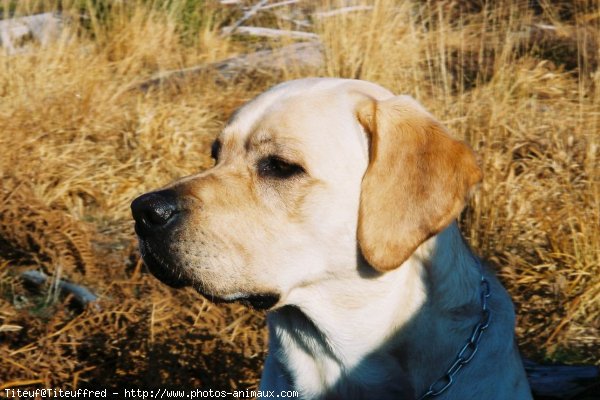 Photo de Labrador retriever