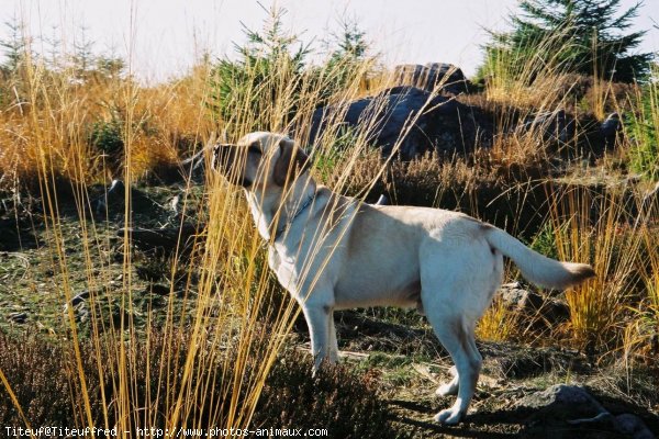 Photo de Labrador retriever