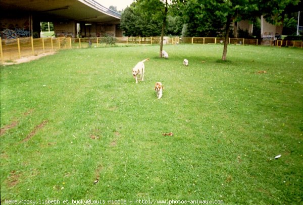 Photo de Races diffrentes