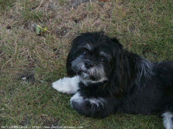 Photo de Lhassa apso