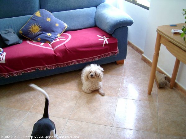 Photo de Bichon  poil fris