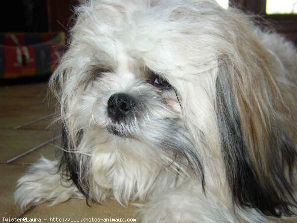 Photo de Shih tzu