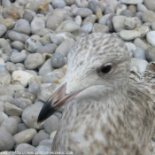 Photo de Mouette