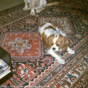 Photo de Cavalier king charles spaniel