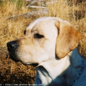 Photo de Labrador retriever