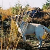 Photo de Labrador retriever