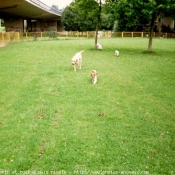 Photo de Races diffrentes