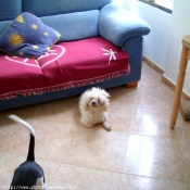 Photo de Bichon  poil fris