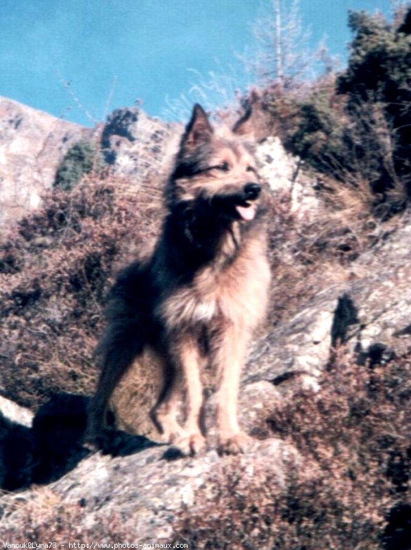 Photo de Chien de berger des pyrenes  poil long