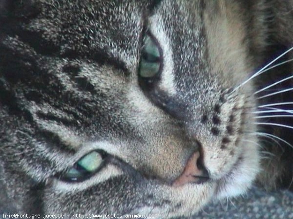 Photo de Chat domestique