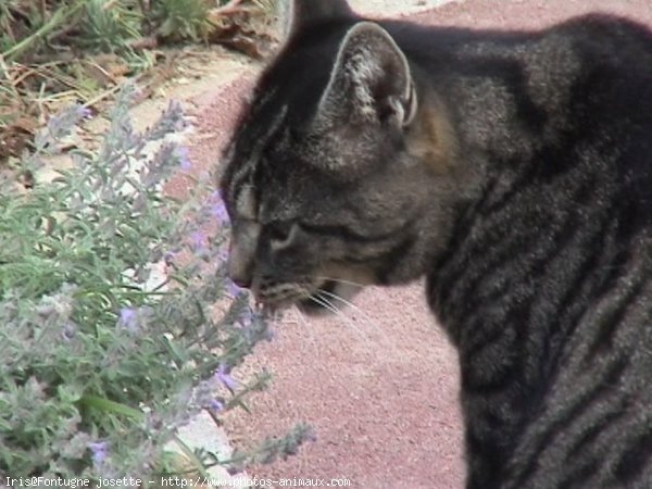 Photo de Chat domestique