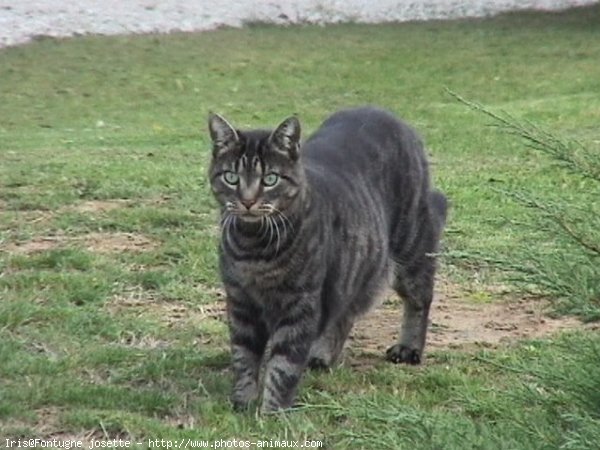 Photo de Chat domestique