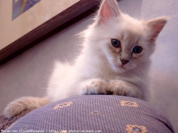 Photo de Ragdoll