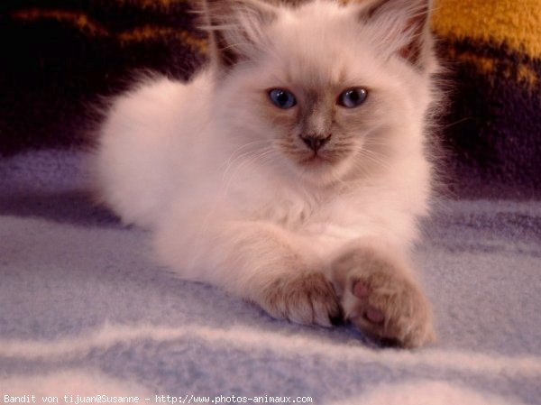 Photo de Ragdoll