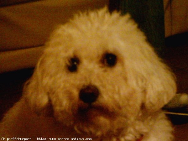 Photo de Bichon  poil fris