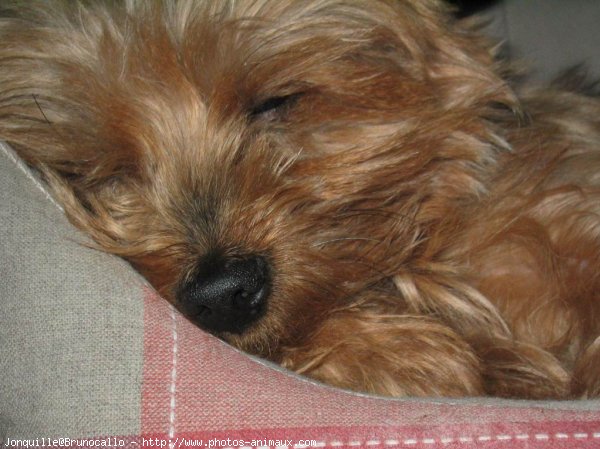 Photo de Yorkshire terrier