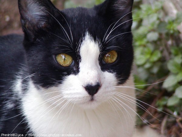 Photo de Chat domestique