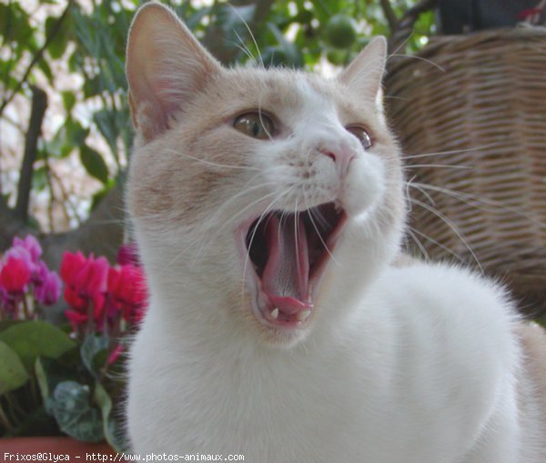 Photo de Chat domestique