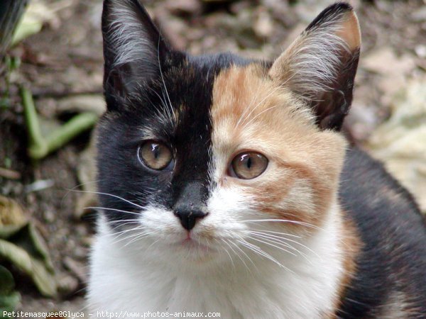 Photo de Chat domestique