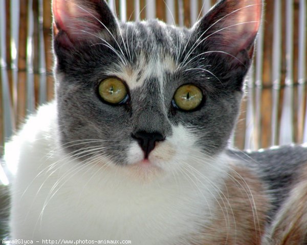 Photo de Chat domestique