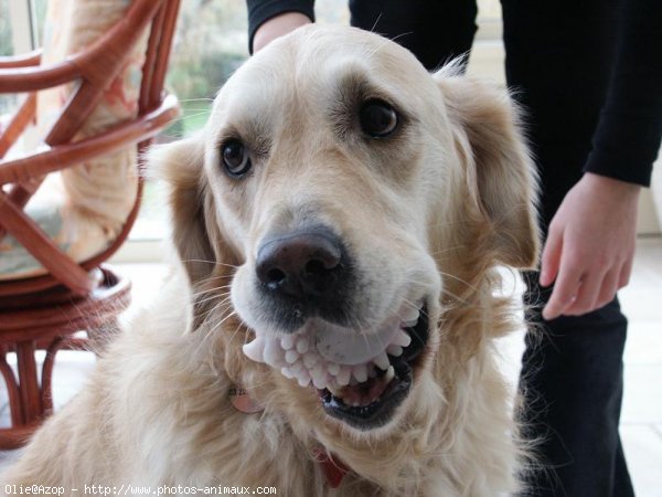 Photo de Golden retriever