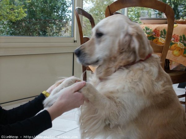 Photo de Golden retriever