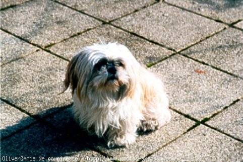 Photo de Shih tzu